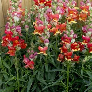Antirrhinum majus rembrandt - Oroszlánszáj (mag)