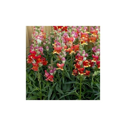 Antirrhinum majus rembrandt - Oroszlánszáj (mag)