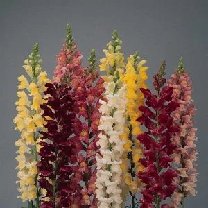   Antirrhinum majus rocket formula mixture - Oroszlánszáj (mag)