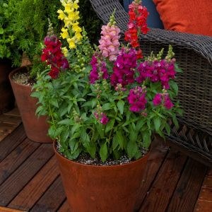 Antirrhinum majus snaptastic mix - Oroszlánszáj (mag)