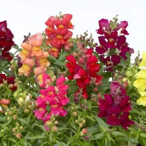 Antirrhinum majus snaptini mix - Oroszlánszáj (mag)