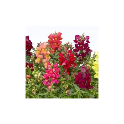 Antirrhinum majus snaptini mix - Oroszlánszáj (mag)