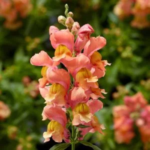 Antirrhinum majus snaptini peach - Oroszlánszáj (mag)