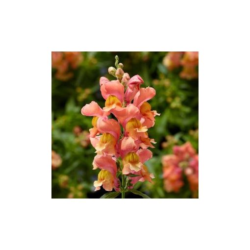 Antirrhinum majus snaptini peach - Oroszlánszáj (mag)