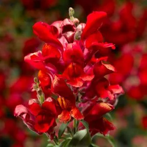 Antirrhinum majus snaptini scarlet - Oroszlánszáj (mag)