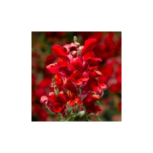 Antirrhinum majus snaptini scarlet - Oroszlánszáj (mag)