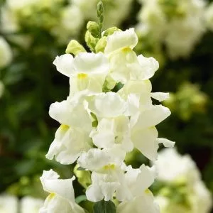 Antirrhinum majus snaptini white - Oroszlánszáj (mag)