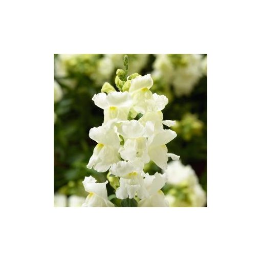 Antirrhinum majus snaptini white - Oroszlánszáj (mag)