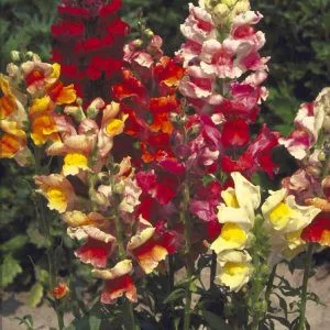 Antirrhinum majus tetra mixture - Oroszlánszáj (mag)
