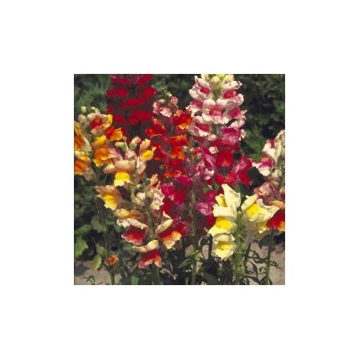 Antirrhinum majus tetra mixture - Oroszlánszáj (mag)