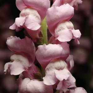 Antirrhinum maryland lavender - Oroszlánszáj (mag)