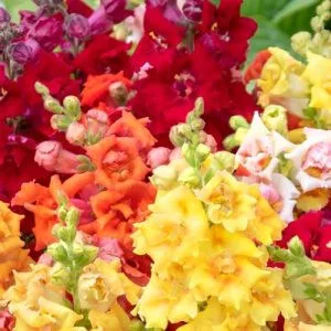 Antirrhinum nanum sweet duet mix - Oroszlánszáj (mag)