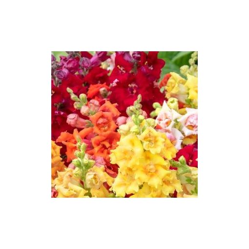 Antirrhinum nanum sweet duet mix - Oroszlánszáj (mag)