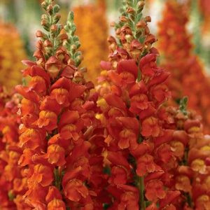 Antirrhinum overture ii orange - Oroszlánszáj (mag)