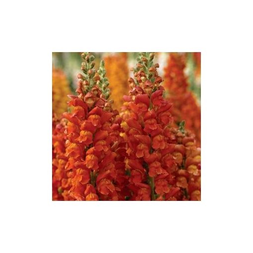 Antirrhinum overture ii orange - Oroszlánszáj (mag)