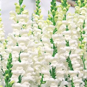 Antirrhinum overture ii white - Oroszlánszáj (mag)