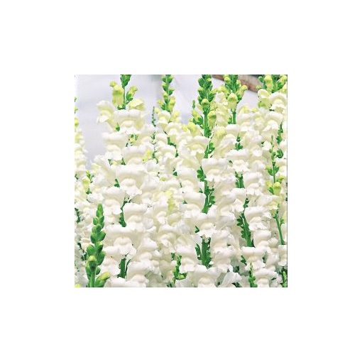 Antirrhinum overture ii white - Oroszlánszáj (mag)