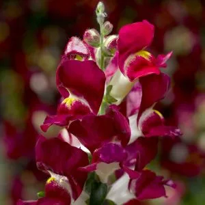 Antirrhinum snaptini burgundy bicolor - Oroszlánszáj (mag)