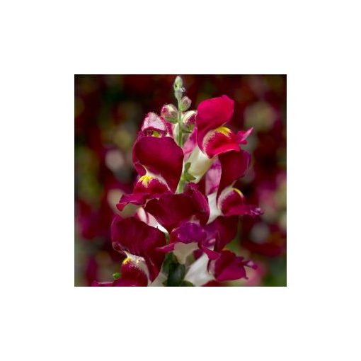 Antirrhinum snaptini burgundy bicolor - Oroszlánszáj (mag)