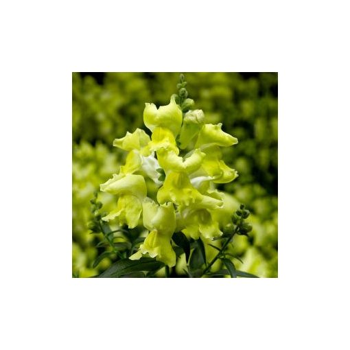 Antirrhinum snaptini yellow - Oroszlánszáj (mag)