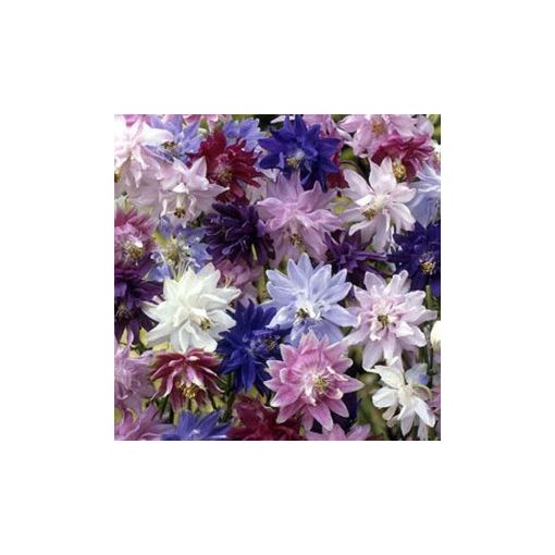 Aquilegia vulgaris barlow formula mix - Harangláb (mag)