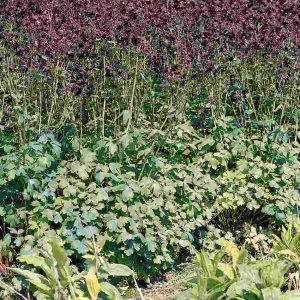 Aquilegia vulgaris black barlow - Harangláb (mag)