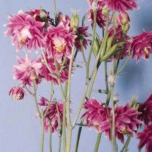 Aquilegia vulgaris nora barlow - Harangláb (mag)