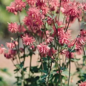 Aquilegia vulgaris rose barlow - Harangláb (mag)