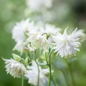 Aquilegia vulgaris white barlow - Harangláb (mag)
