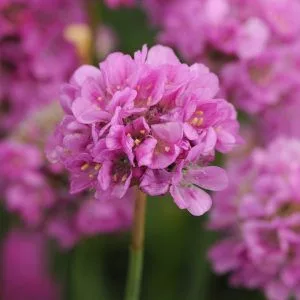 Armeria pseudoarmeria ballerina lilac - Pázsitszegfű (mag)
