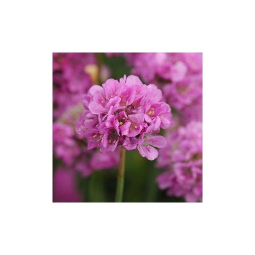 Armeria pseudoarmeria ballerina lilac - Pázsitszegfű (mag)