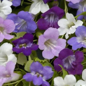   Asarina scandens formula mixture - Kúszó oroszlánszáj (mag)