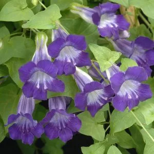 Asarina scandens joan loraine - Kúszó oroszlánszáj (mag)