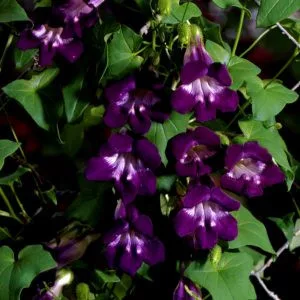   Asarina scandens mystic purple - Kúszó oroszlánszáj (mag)