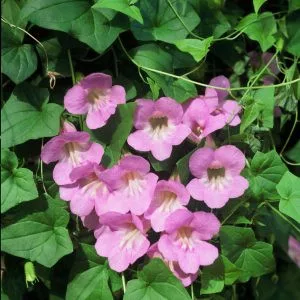 Asarina scandens mystic rose - Kúszó oroszlánszáj (mag)