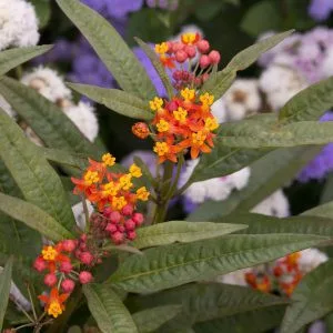 Asclepias curassavica apollo orange - Kínai leander (mag)