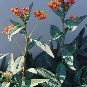 Asclepias curassavica red butterfly - Kínai leander (mag)