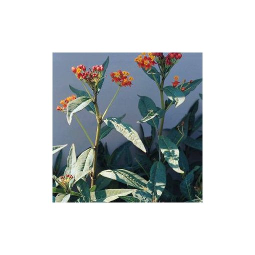 Asclepias curassavica red butterfly - Kínai leander (mag)