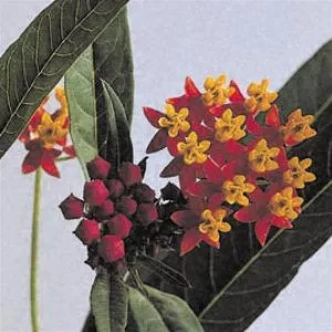 Asclepias curassavica silky deep red - Kínai leander (mag)