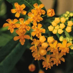 Asclepias curassavica silky gold - Kínai leander (mag)