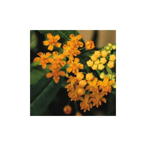 Asclepias curassavica silky gold - Kínai leander (mag)