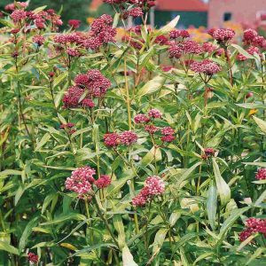   Asclepias incarnata soulmate (carmine rose) - Kínai leander (mag)