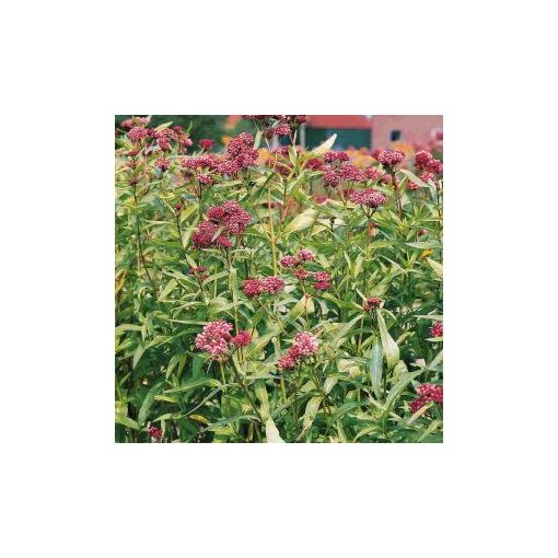 Asclepias incarnata soulmate (carmine rose) - Kínai leander (mag)