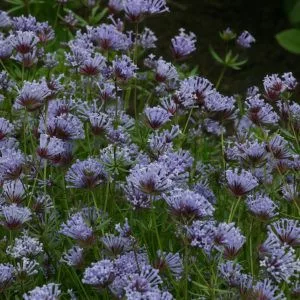 Asperula azurea blue (blue woodruff) - Kék müge (mag)