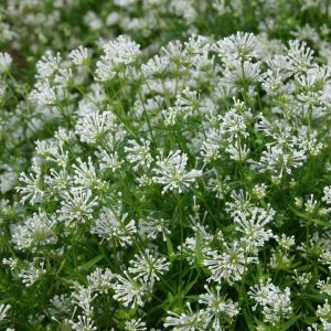 Asperula azurea cloud nine - Kék müge (mag)