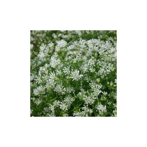 Asperula azurea cloud nine - Kék müge (mag)