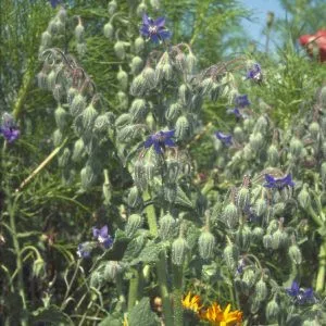 Borago officinalis