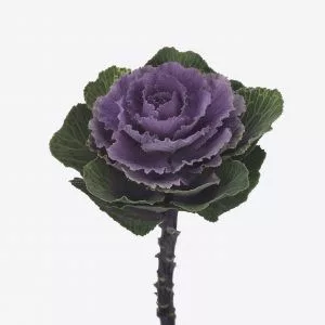 Brassica crane ruby