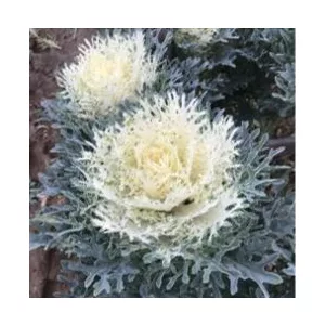 Brassica oleracea crane feather snow