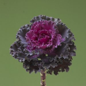 Brassica oleracea crane ruffle red